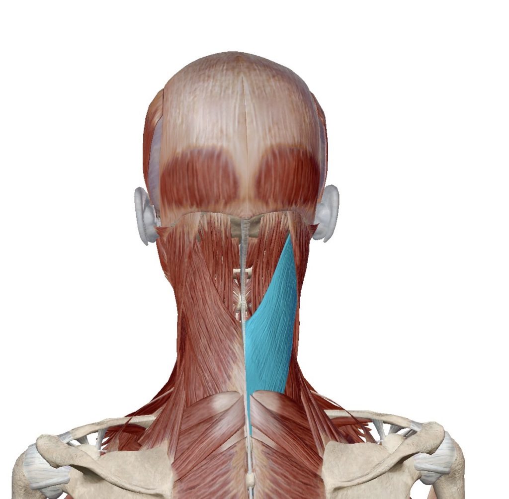 肩こりでお悩みの方へ！！② 篠崎北口はりきゅう整骨院